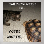 Gato y tortuga - "le adoptan " poster