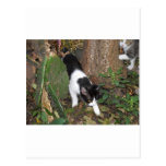 Gatos de selva urbanos tarjeta postal