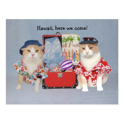 Gatos divertidos en travesía postales