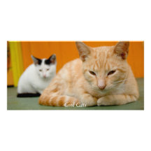 Gatos frescos tarjetas con fotos personalizadas