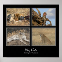 Gatos grandes - Serengeti, poster de Tanzania