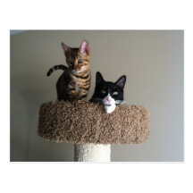 Gatos Postales
