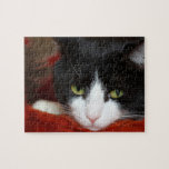 Gatos Puzzles Con Fotos