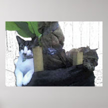 Gatos que descansan en un árbol de plátano poster