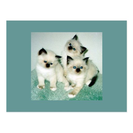 Gatos Tarjeta Postal