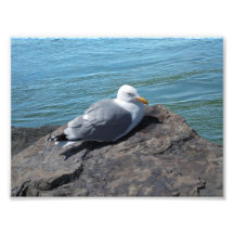 Gaviota de arenques que descansa sobre el embarcad impresiones fotográficas