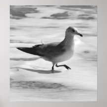 Gaviota de B&W en espuma del océano Poster