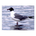 Gaviota de risa tarjeta postal