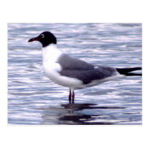 Gaviota de risa tarjeta postal