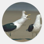 Gaviota del quelpo etiqueta