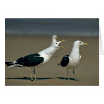 Gaviota del quelpo felicitaciones