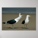 Gaviota del quelpo posters