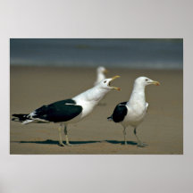 Gaviota del quelpo posters