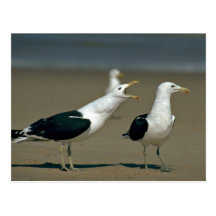 Gaviota del quelpo tarjetas postales