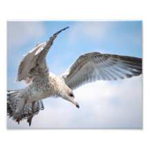 Gaviota del vuelo fotografía  