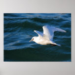 Gaviota en el agua posters