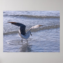 Gaviota en el poster de la naturaleza de la orilla