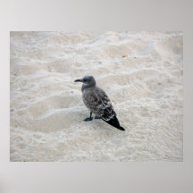Gaviota en la playa en el parque NJ de Asbury Impresiones
