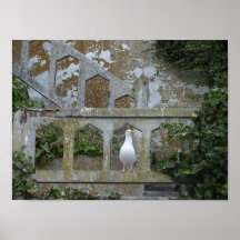 Gaviota en la roca impresiones