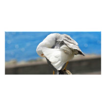 Gaviota en una roca tarjeta publicitaria a todo color