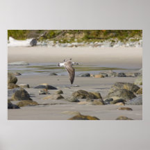 Gaviota en vuelo posters