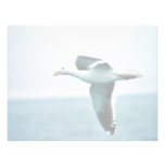 gaviota Fuliginoso-apoyada u occidental Invitación