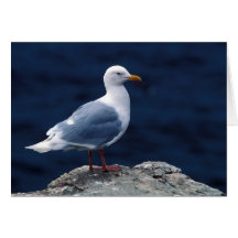 Gaviota glauca felicitacion 