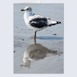 Gaviota grande del bebé - tarjeta de felicitación  tarjetas