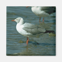 Gaviota Greyheaded Iman De Nevera