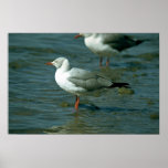Gaviota Greyheaded Posters