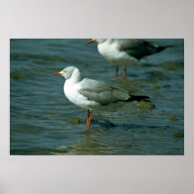 Gaviota Greyheaded Posters