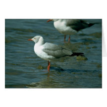Gaviota Greyheaded Tarjetas