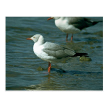 Gaviota Greyheaded Tarjetas Postales