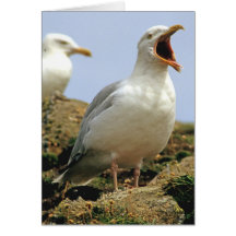 Gaviota llamada felicitacion 