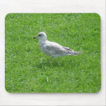 Gaviota Mousepad Tapete De Ratón