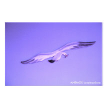 gaviota  papeleria