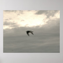 gaviota poster