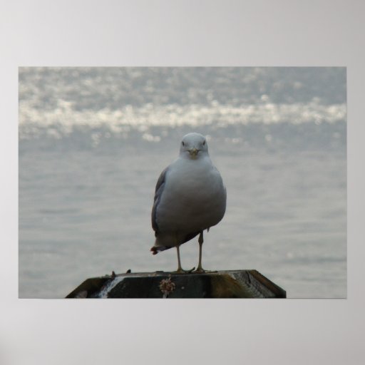 Gaviota Impresiones