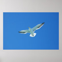 gaviota poster