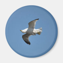 Gaviota que vuela fotografía divertida al revés de iman para frigorífico