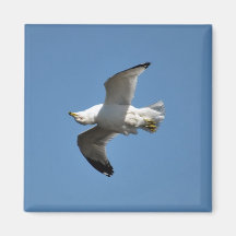 Gaviota que vuela fotografía divertida al revés de imán para frigorífico