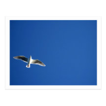 Gaviota, Seattle Postales