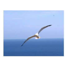 Gaviota Tarjeta Postal