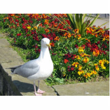 Gaviota y flores en Whitby Esculturas Fotográficas
