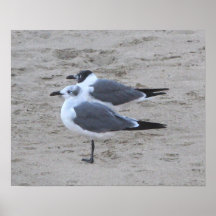 Gaviotas en el parque NJ de Asbury Poster