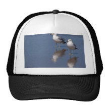 Gaviotas en la playa del océano en San Diego Gorro
