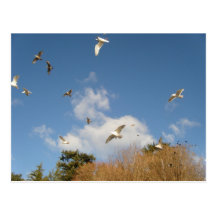 Gaviotas en vuelo en un día de invierno soleado postales