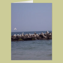 Gaviotas tarjetas