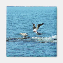 gaviotas iman de nevera