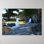 Gaviotas, Monterey Impresiones